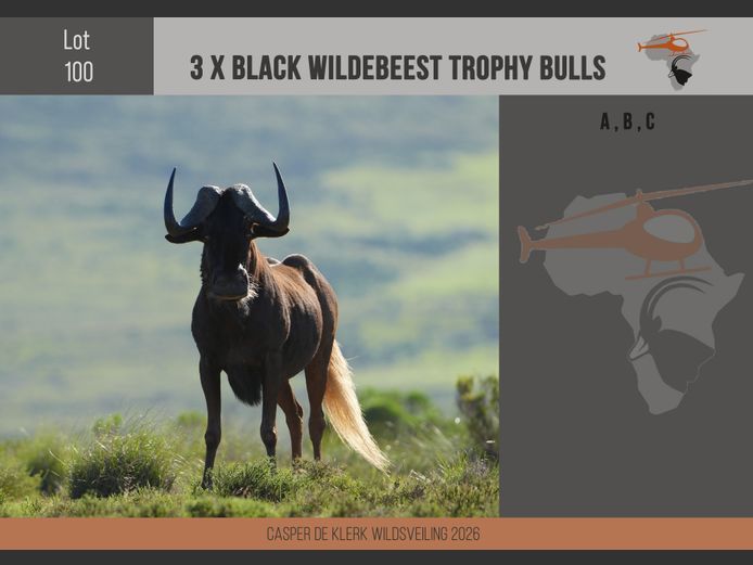Black Wildebeest