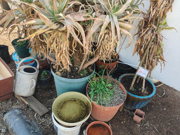 LOT VARIOUS PLANTS  