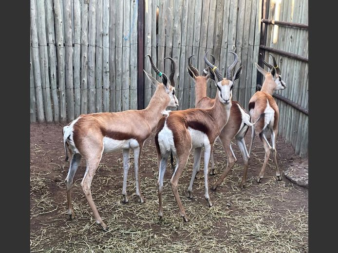 Kalahari Springbok