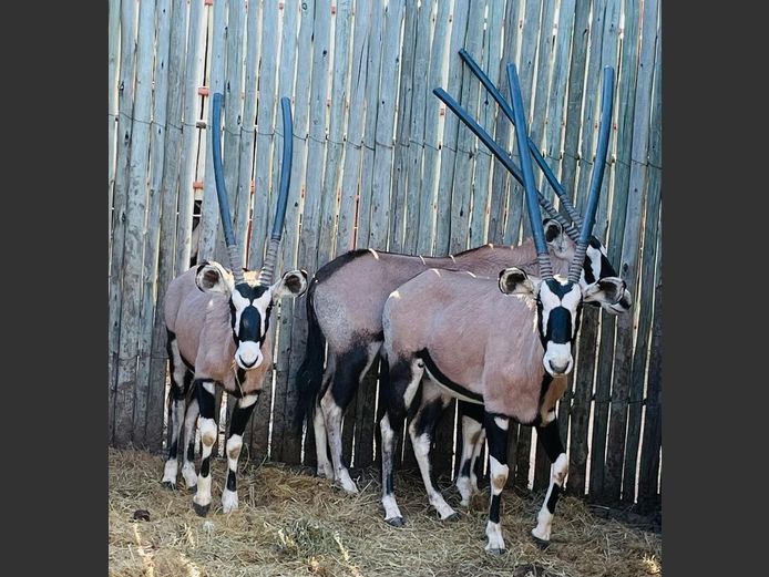 Gemsbok Verse