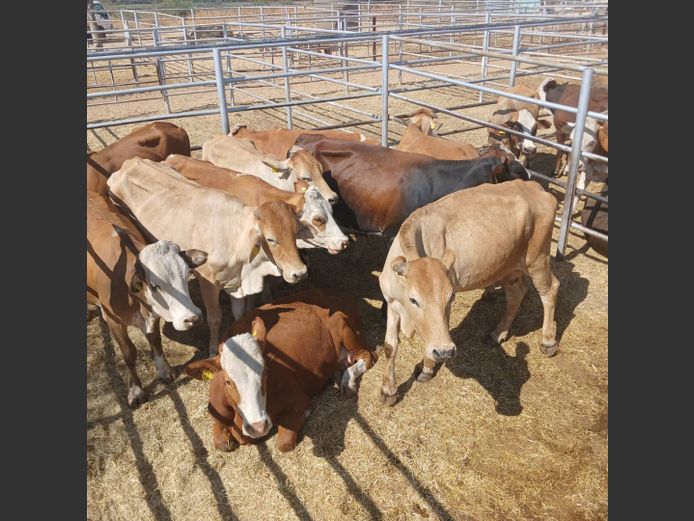 COWS | DOLL FARMING PREMIUM AUCTION