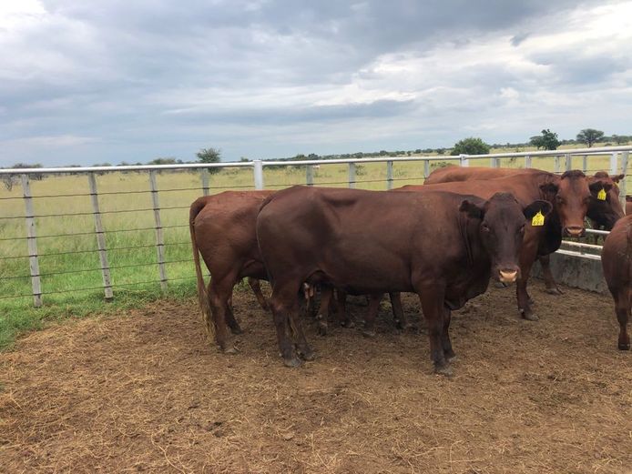 Kommersële Vroulike Diere