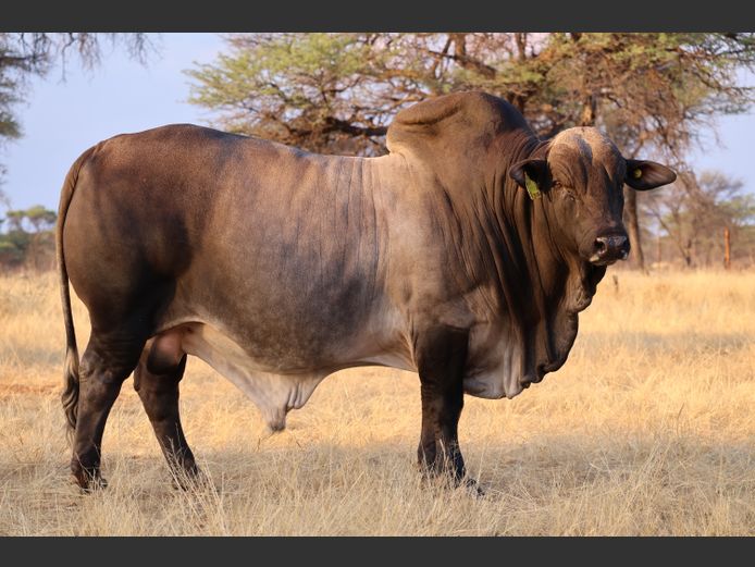 21-0016HR | OMAKWARA BORAN STUD