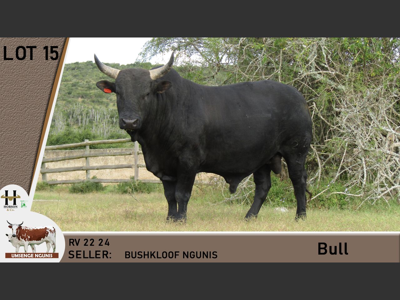 Lot 15 | UMSENGE NGUNI'S 25TH BULL & PRODUCTION SALE | SwiftVEE | South ...