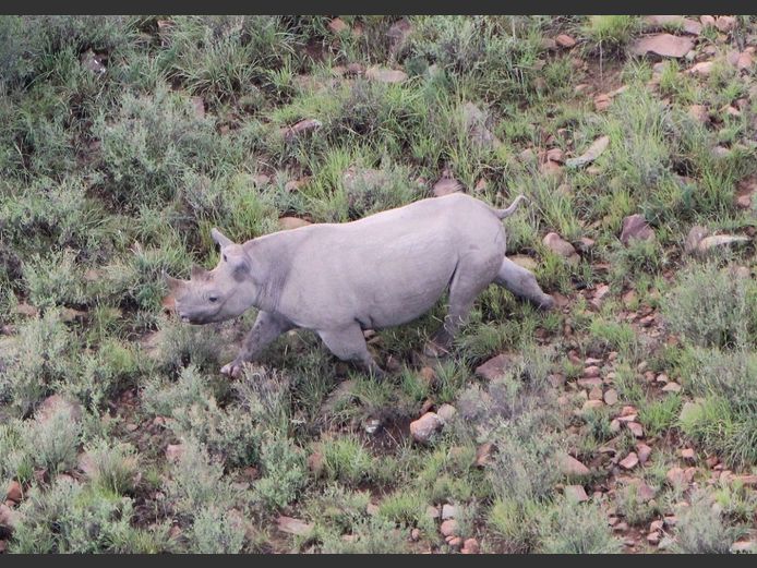 Black Rhino Female - Diceros bicornis bicornis