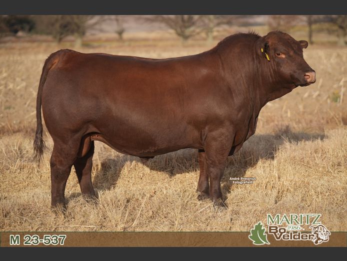 M230537 | Maritz Bovelders