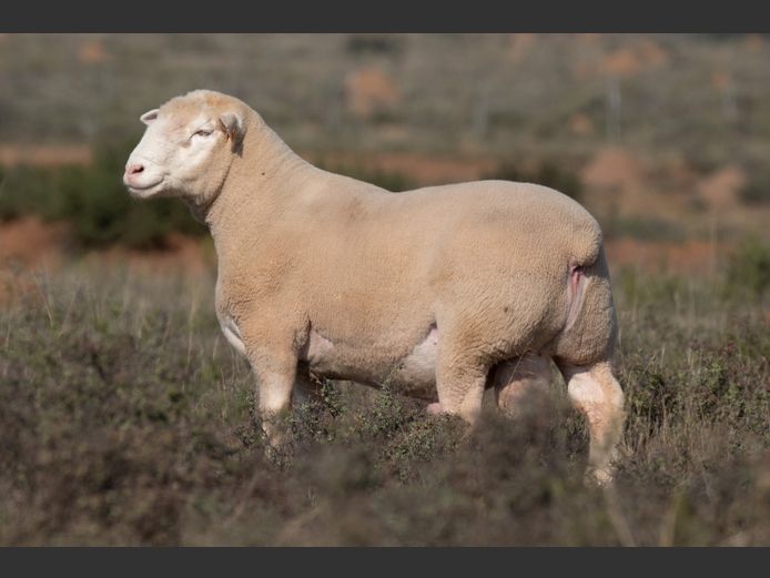 DZ240009 | 2 STEYNS BOERDERY