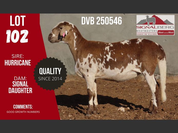 DVB 250546 | SIGNALBERG MEATMASTERS