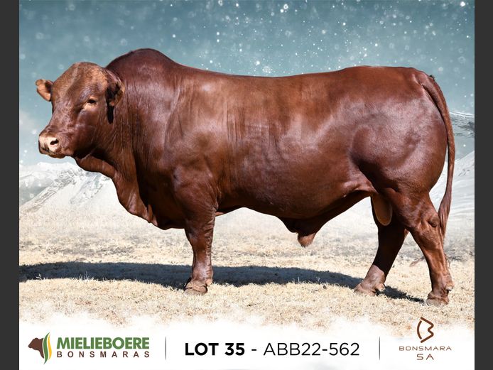 ABB 220562 | ALLEM BROTHERS (PTY) LTD