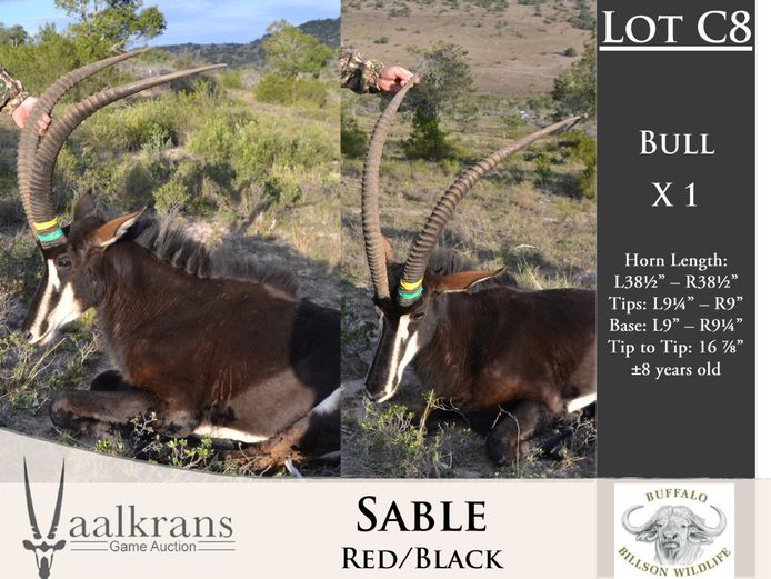 Sable Bulls