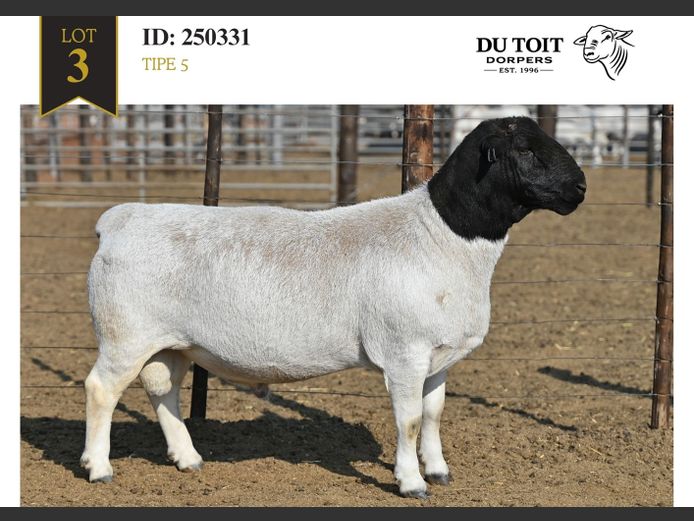 250331 | DU TOIT DORPERS