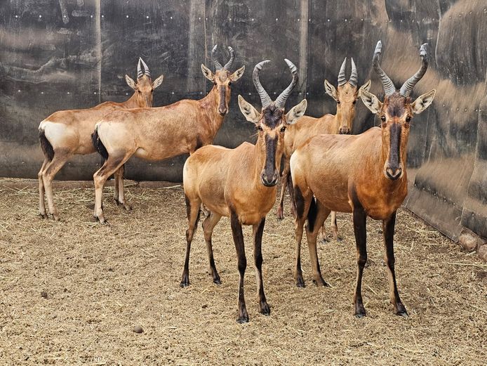 RED HARTEBEEST | PRINS GAME