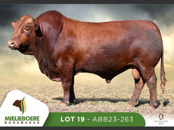 ABB 230263 | ALLEM BROTHERS (PTY) LTD