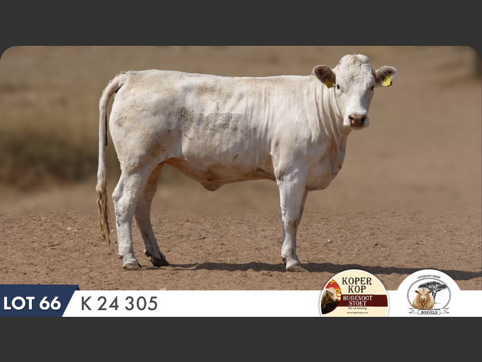 K240305 | KOPERKOP HUGENOOT STOET