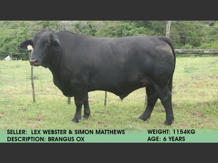 Ox | Lex Webster & Simon Matthews