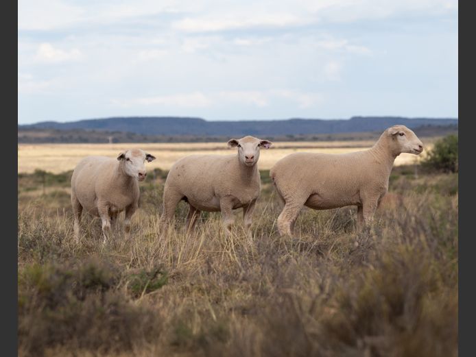 DZ 250050 | 2 STEYNS BOERDERY