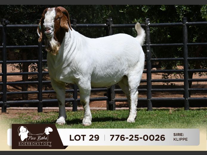 776-25-0026 | Nico Botha Boerbokstoet