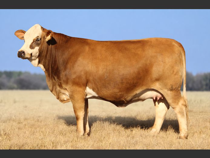 WWL23303 | WP LUBBE