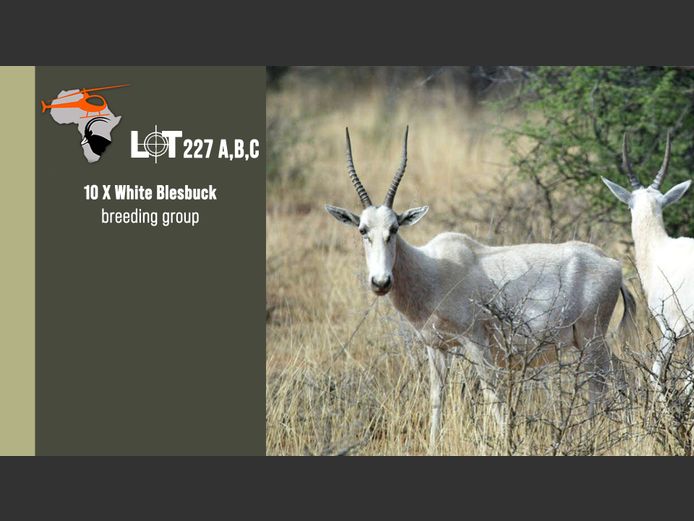 White Blesbuck