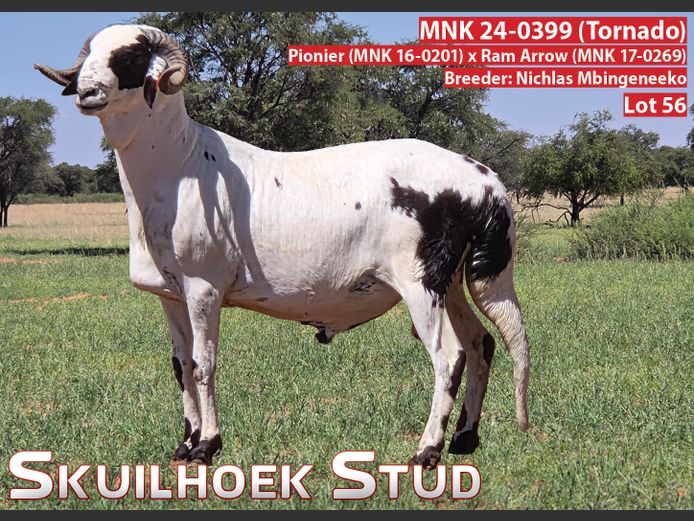 MNK 24-0399 (Tornado) | Nichlas Mbingeneeko