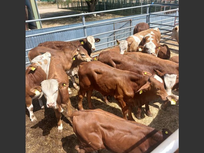 WEANER MALES | DOLL FARMING PREMIUM AUCTION