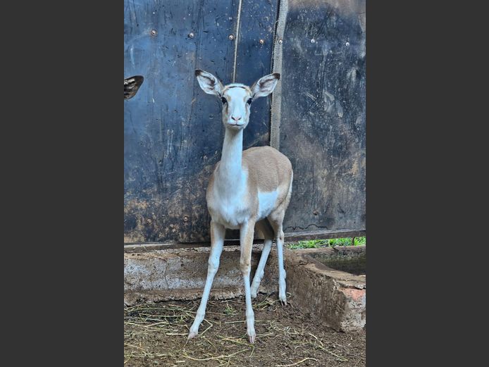 WHITE FLANK ROOIBOK | WILLIE O'BRIEN