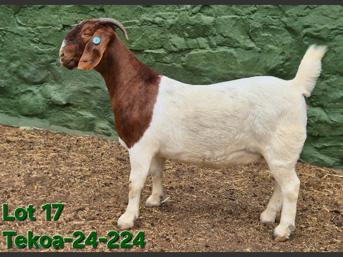 1673 240224 | Tekoa Boerbokstoet