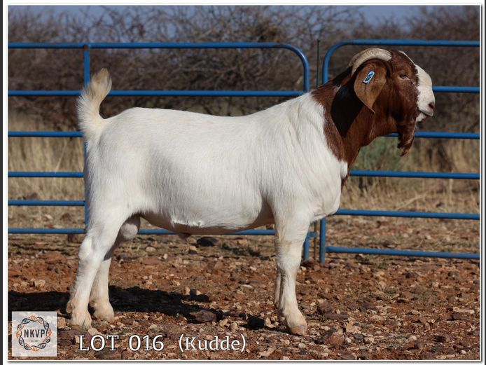 1885 24 0006 | MNR. LOUIS VAN RENSBURG