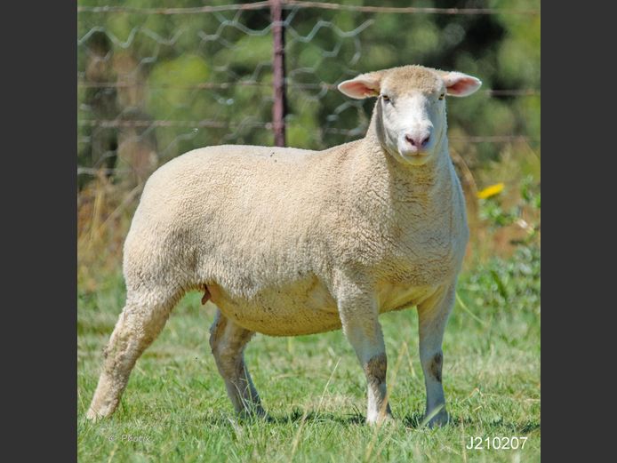 J 210207 | LEEUWKOP DORMERS