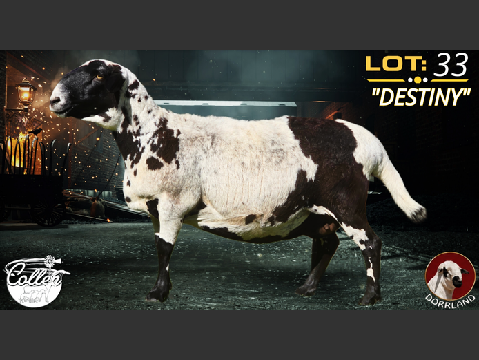 CCS190068 DESTINY | Collen Meatmasters