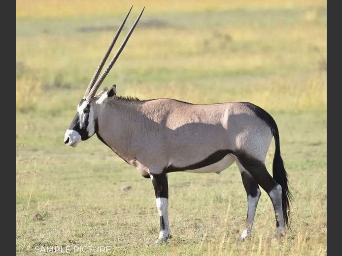 ORYX | DU PREEZ WILD