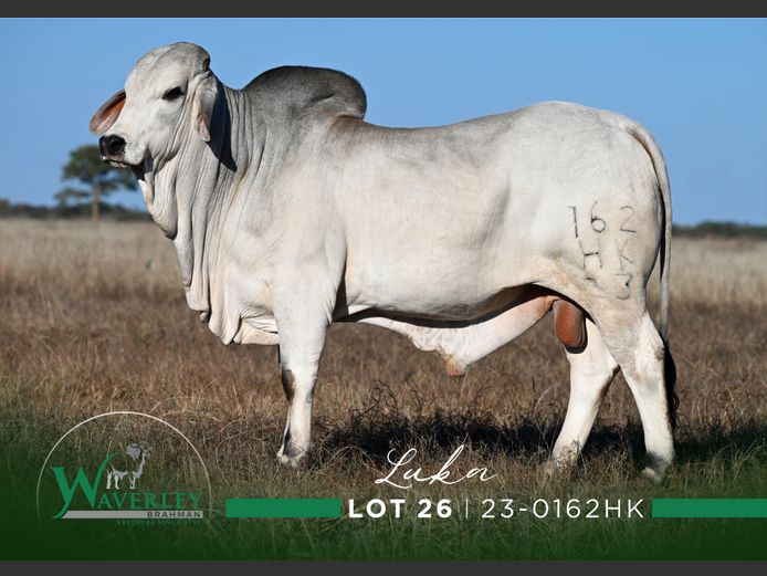 23-0162HK | WAVERLEY BRAHMAN