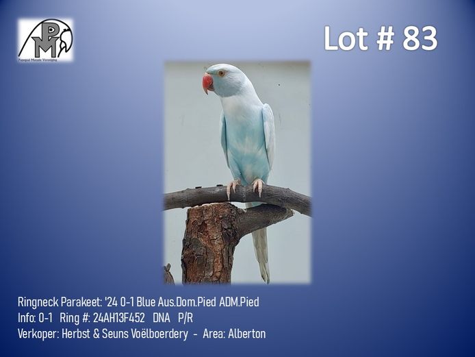 0-1 '24 Ringneck Parakeet: Blue Aus.Dom.Pied ADM.Pied - Herbst & Seuns Voëlboerdery