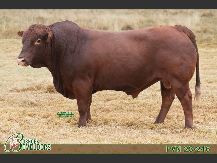 PVN230246 | Boshoek Bovelders