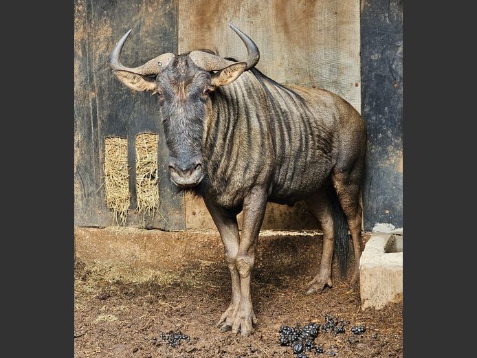 BLUE WILDEBEEST | SAVANNAH