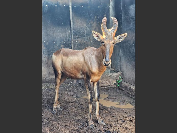 REDHARTEBEEST | RIPICA TRUST