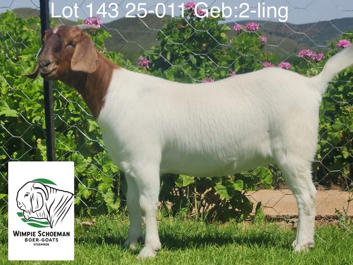 25-011 | Wimpie Schoeman BB