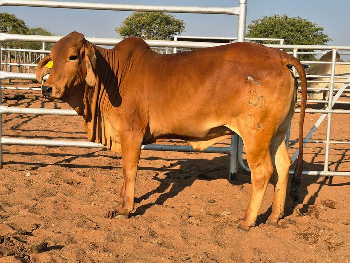 24-0101DNC | DANECO BRAHMAN STOET