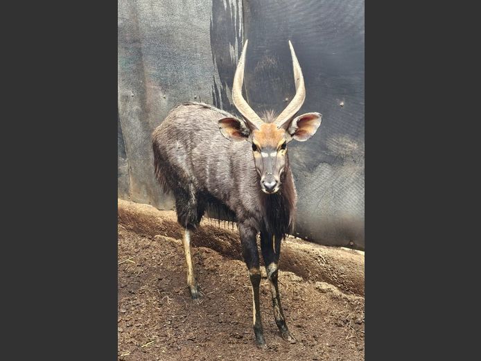 NYALA | MABALINGWE