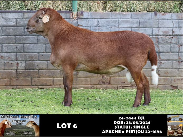 24-2444 | DJL DIRK LOUW