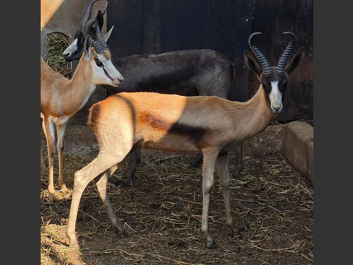 SPRINGBOK (koper) | M & E TRADING