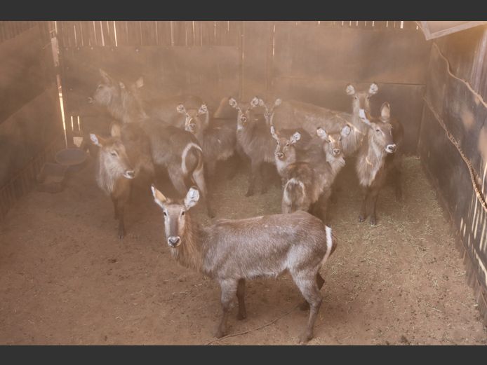 Waterbokke