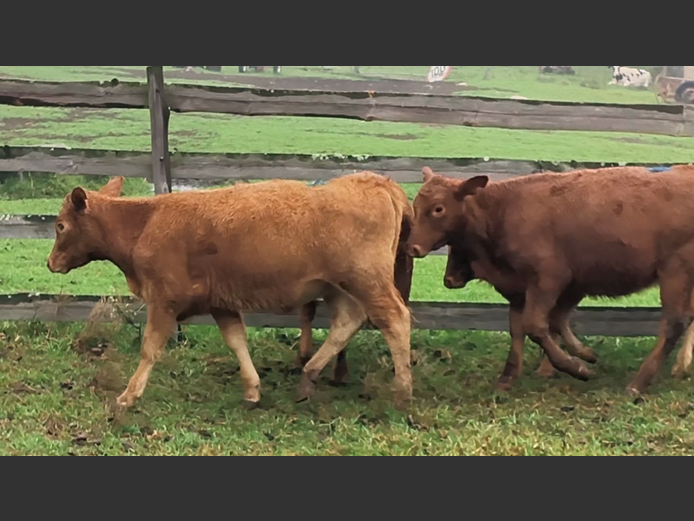 Weaners | Esk River Farming