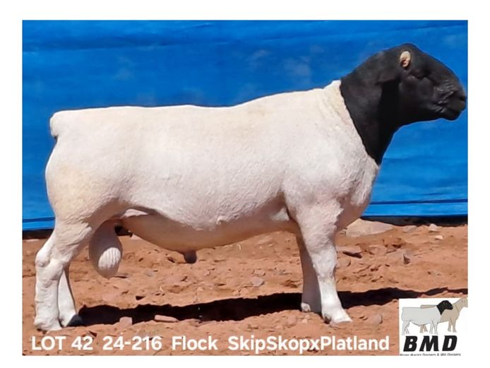 24-216 | BROER MARITZ DORPERS