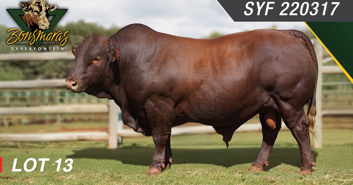 Lot 13 | SYFERFONTEIN BONSMARAS 26STE PRODUKSIEVEILING | SwiftVEE ...