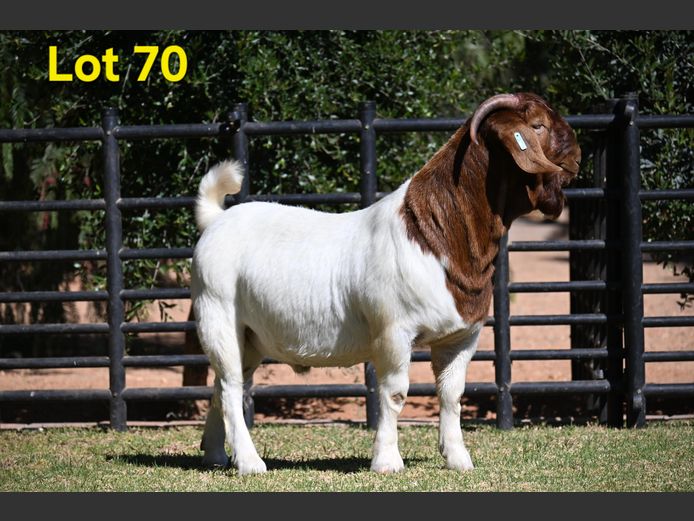 776-25-222 | Nico Botha Boerbokstoet