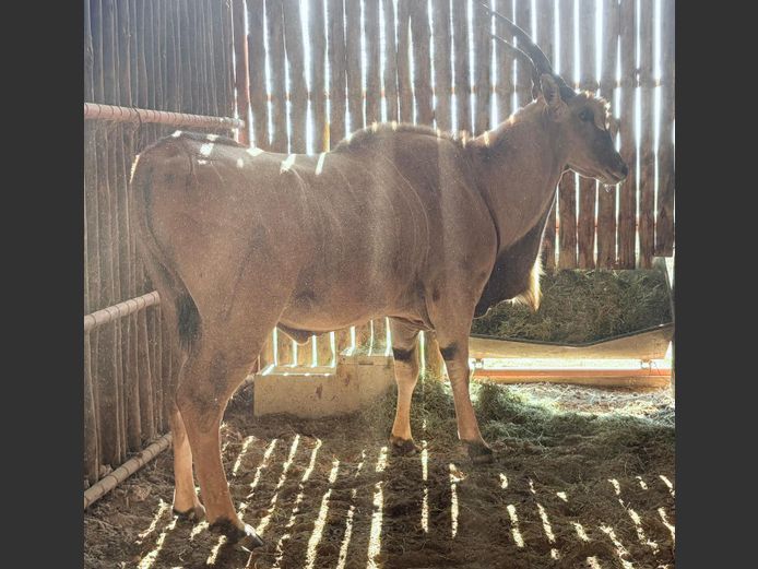 Livingston Eland Bul