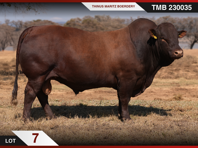 TMB 230035 HH(c) | THINUS MARITZ BOERDERY
