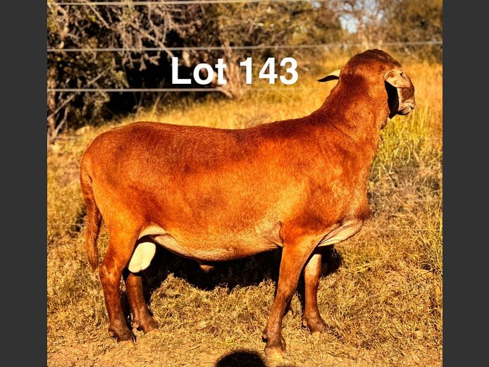 SK23516 | S. Kirsten