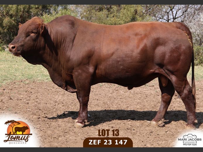 ZEF230147 HH(c) | LAMUS BONSMARA